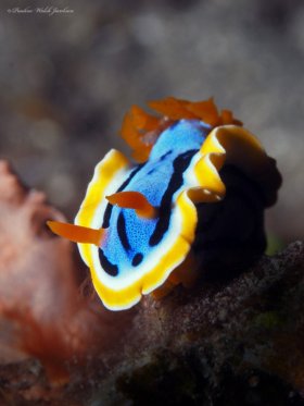 Nudibranch, Chromodoris annae,  Lembeh, Indonesia