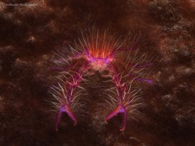 Hairy Squat Lobster,  Lembeh, Indonesia
