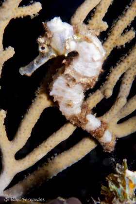 White Long Snout Seahorse -  Roatan