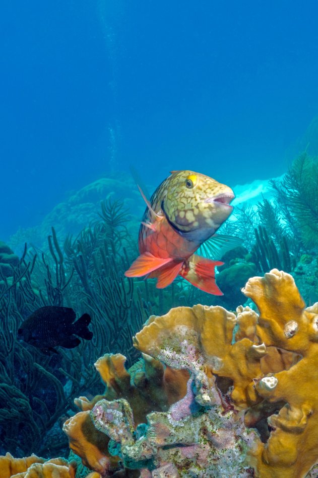 Spotlight Parrotfish – Bonaire