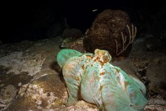 Caribbean Reef Octopus – Cozumel