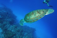 Green Turtle – Cozumel