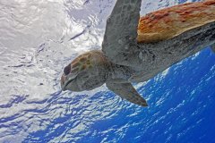 Loggerhead Turtle – Cozumel