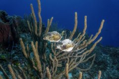 Smooth Trunkfish – Cozumel