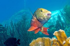 Spotlight Parrotfish – Bonaire