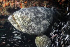 Goliath Grouper – West Palm Beach, FL