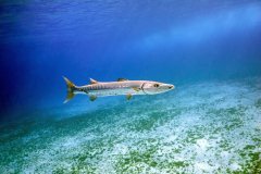 Great Barracuda – Cozumel