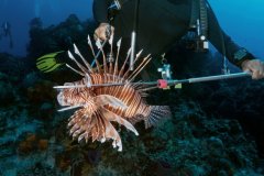 Lionfish – Cozumel