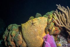 Brittle Star on Sponge – Cozumel