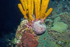 Sponges – Cozumel