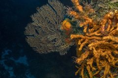 Sea Fan and Sponges on Cozumel wall