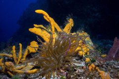 Anemone and Sponge – Cozumel