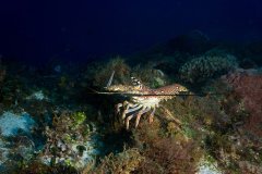 Spiny Lobster – Cozumel