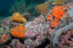 Spotted Scorpionfish – FL
