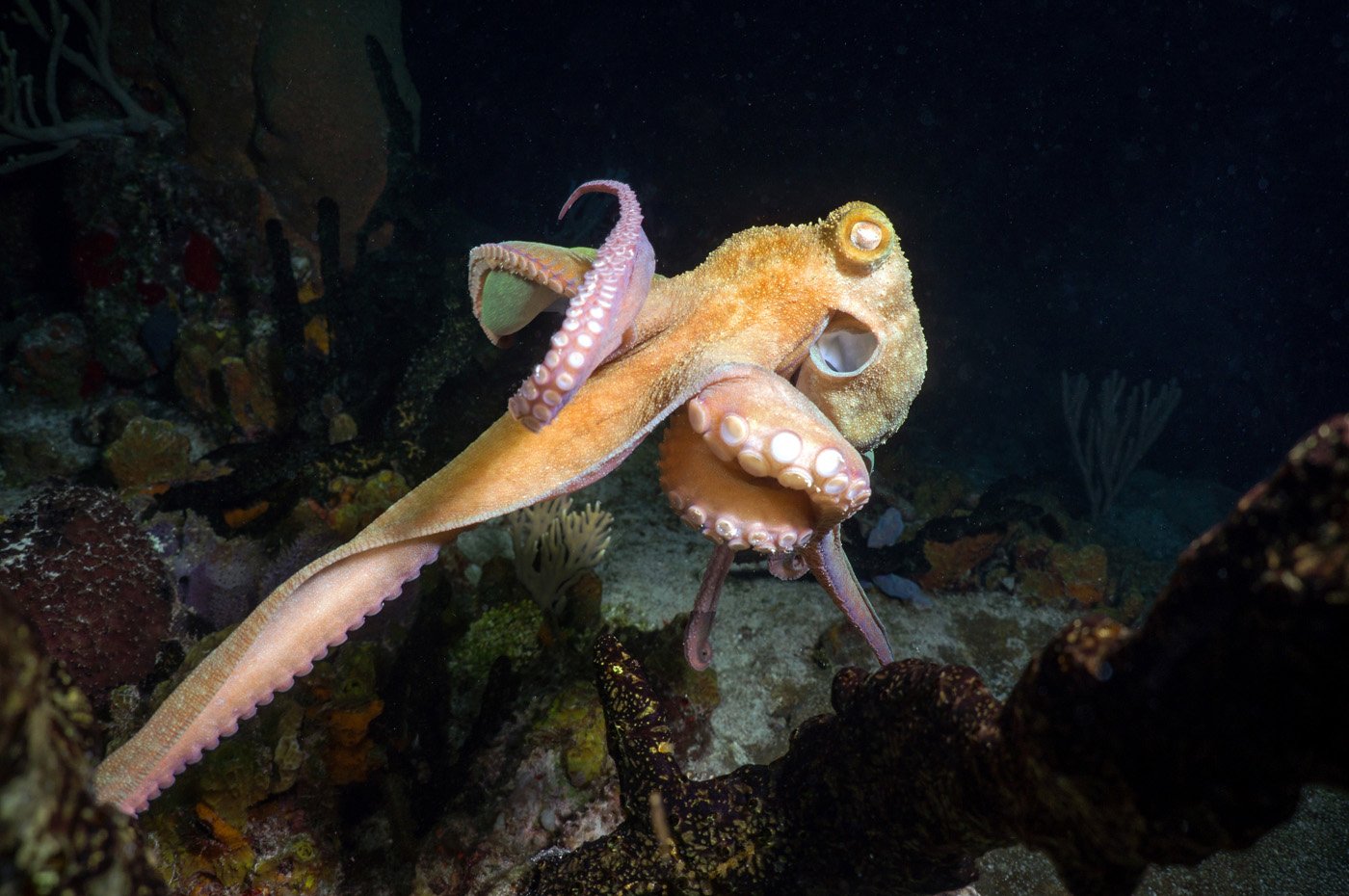 Caribbean Reef Octopus – Cozumel