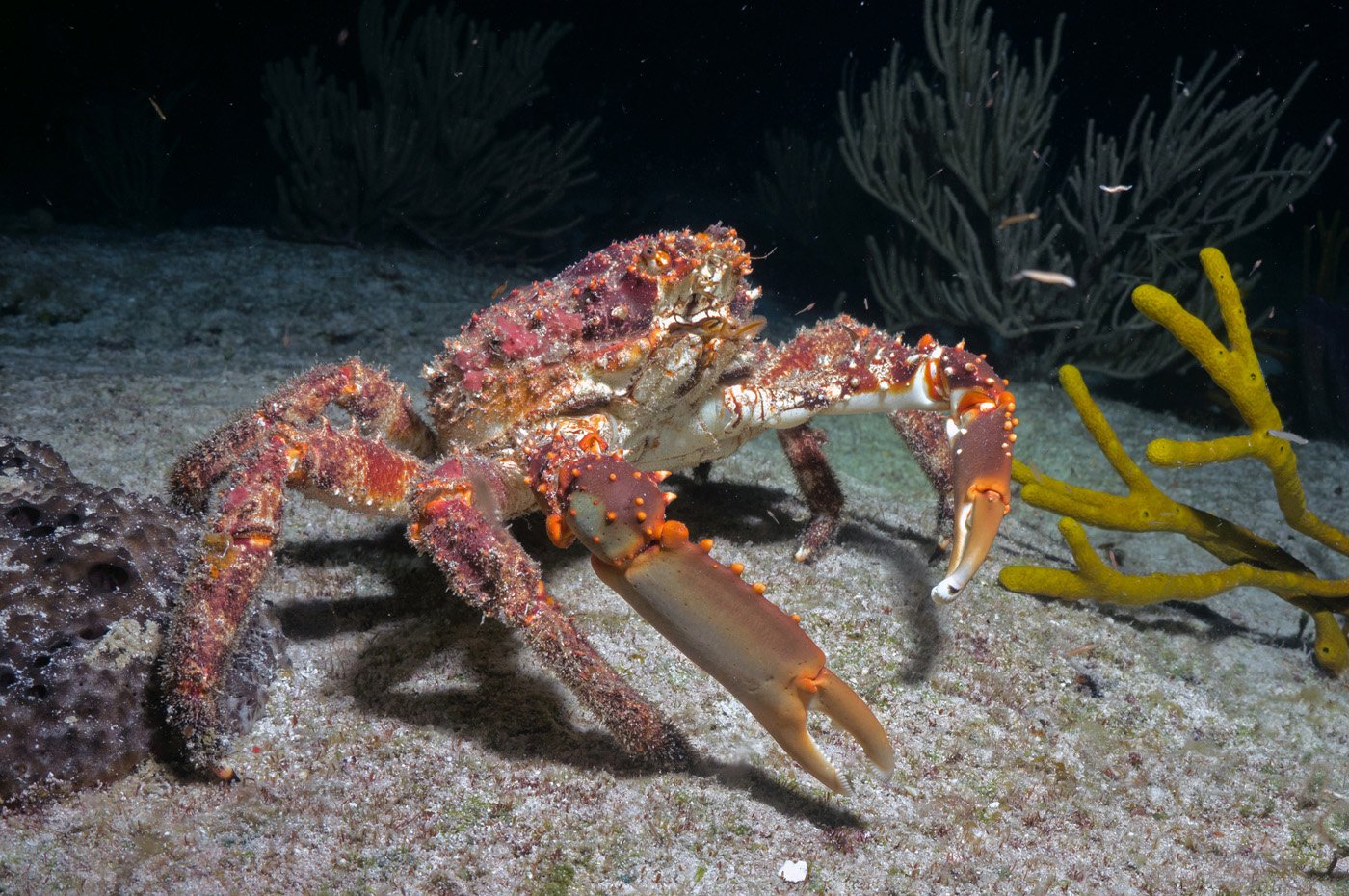 Clinging Crab – Cozumel