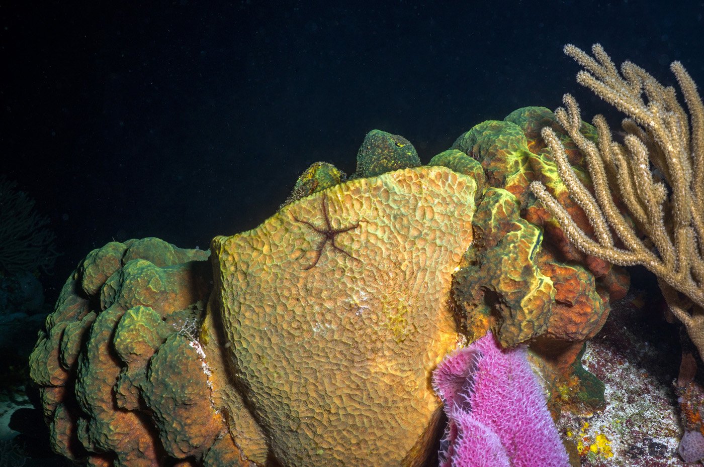 Brittle Star on Sponge – Cozumel