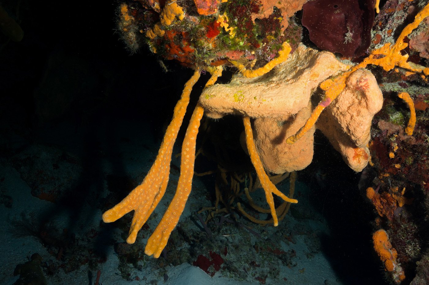 Sponges – Cozumel