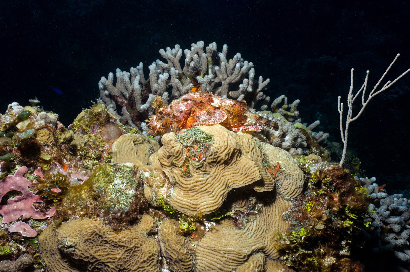 Spotted Scorpionfish - Cozumel