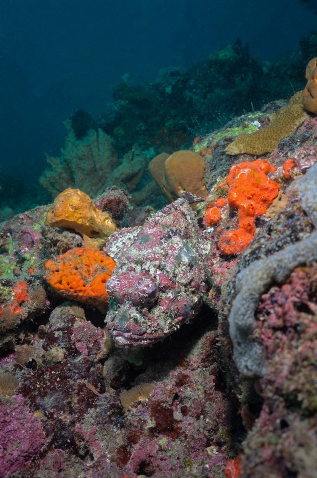 Spotted Scorpionfish – FL