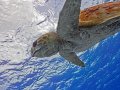 Loggerhead Turtle – Cozumel