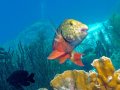 Spotlight Parrotfish – Bonaire