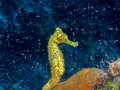 Yellow Seahorse – Cozumel