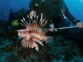Lionfish – Cozumel