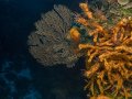 Sea Fan and Sponges on Cozumel wall
