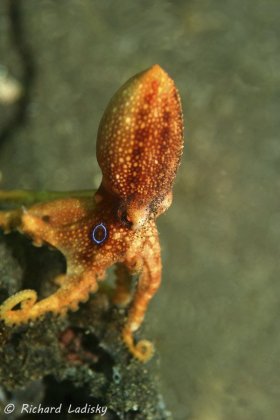 Two Ring Blue Ringed Octopus: Lembeh Straits, Sulawesi, Indonesia. Extremely rare find with only two rings. © Richard Ladisky, All Rights Reserved.