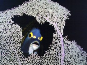 French Angel Fish: Cayman Brac, Cayman Islands. Luring fish through sea fan with piece of apple. © Richard Ladisky, All Rights Reserved.