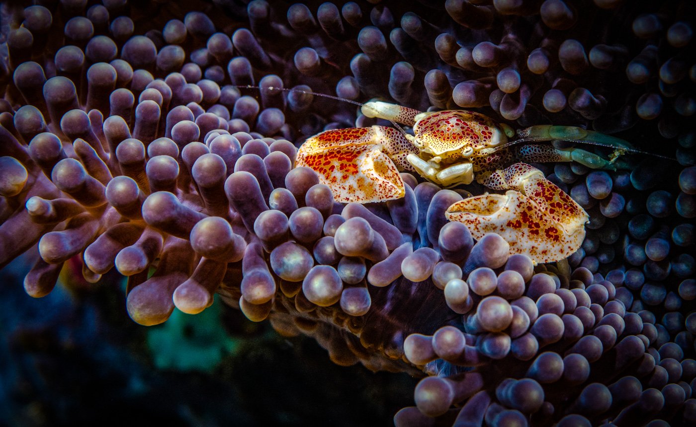 Anemone Porcelian Crab, Bali