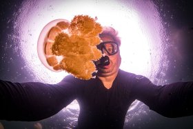 Jelly Fish Lake, Palau