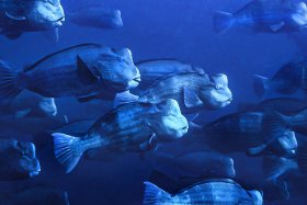 Bump Head Parrot Fish Aggregation, Palau