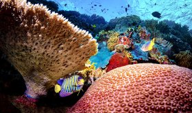 Queen Angel Reef, Wakatobi