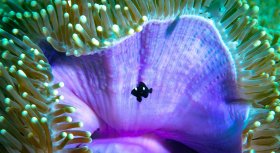 Anemone and fish, Bali