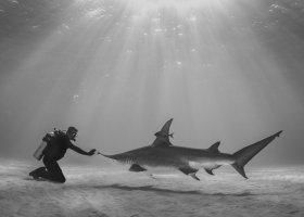 Great Hammerhead, Bimini
