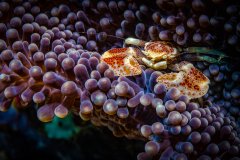 Anemone Porcelian Crab, Bali