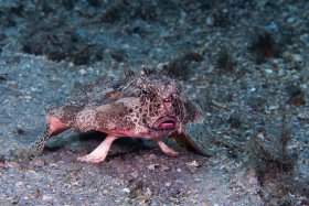 I'm Batfish - Sony A1, Inon Z-330 Strobes, f14/1/200/ISO200