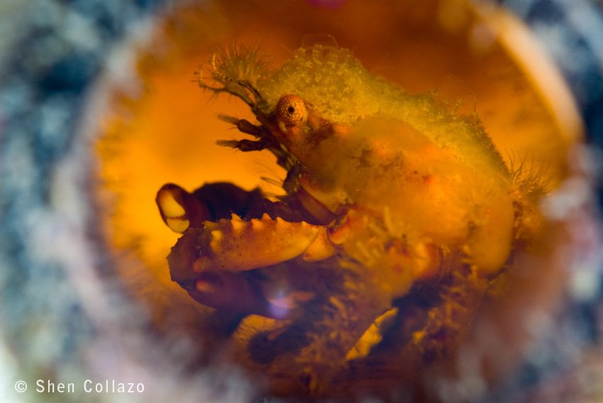 Crab inside a bottle. Used side lighting through the bottle to illuminate the crab. Lake Worth Lagoon, Riviera Beach, FL.