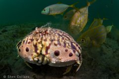 Flame Box Crab. Shot with a 4" Zen Dome port, Tokina 10-17mm fisheye and snooted strobes. Lake Worth Lagoon, Riviera Beach, FL.