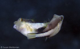 Puffer Love. These puffers will circle each other for quite a spell, perhaps deciding if they really like each other? © Suzan Meldonian, All Rights Reserved.