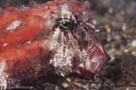 Batfish Inhaling lunch. © Suzan Meldonian, All Rights Reserved.