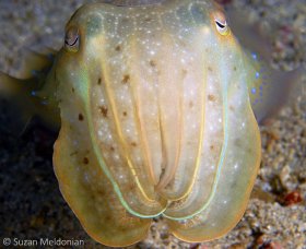 Golden Cuttlefish, Sepia esculenta, Anilao, Philippines. © Suzan Meldonian, All Rights Reserved.