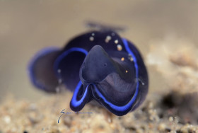 Blue Velvet headshield slug