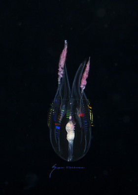 Comb Jelly, Callianira bialata