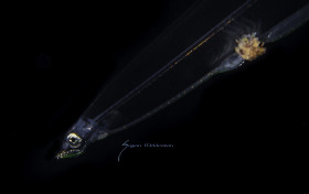 Eel, Leptocelus Snake eel larva