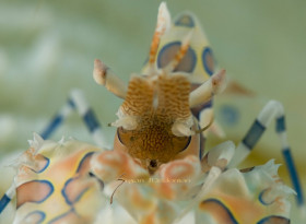 Harlequin Shrimp