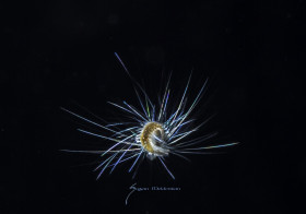 Unidentified Worm larva