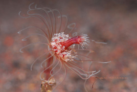 Lady Bug Anemone